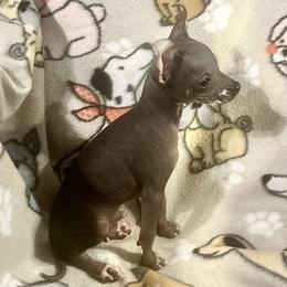 Chihuahua and Chinese Crested Puppies from Western Kentucky Chihuahua’s and Chinese Crested’s