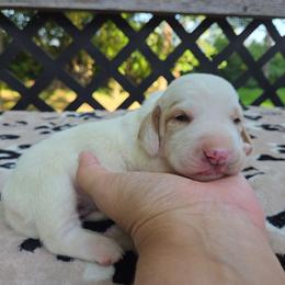 Zara - Lemon and white female Basset Hound puppy in Denison, Texas from Emma Lou's Baby Bassets