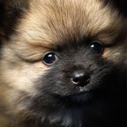 Chihuahua and Pomeranian Puppies from PNW Designer Toy Breeds
