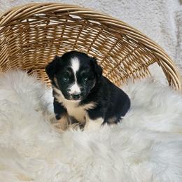 Pekoe - Black tri-color female Australian Shepherd puppy in California from Skiba Aussies