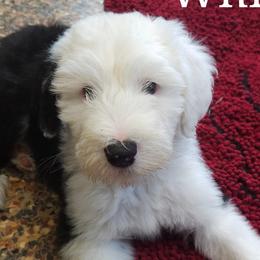 Aussiedoodles, Old English Sheepdogs, Poodles, and Sheepadoodles from Iowa's Doodle Co.