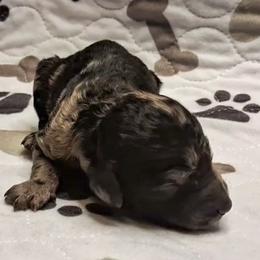 Sprout - Merle male Goldendoodle puppy in Sterling, Connecticut from Justine’s Retrievers and Doodles, LLC