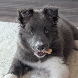 Border Collie and Poodle Puppies from Ross Vegas Kennels
