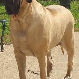 Mastiffs from Sovereign Mastiffs