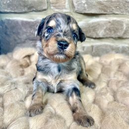 Aphrodite - Blue merle Aussiedoodle puppy in Chattanooga, Tennessee from Remedy Ridge Aussiedoodles
