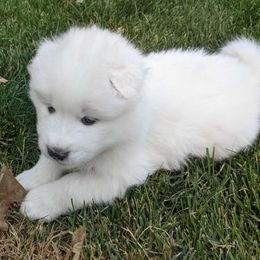 Girl 1 - White female Samoyed puppy in Morgan, Utah from Carriage Court Kennels