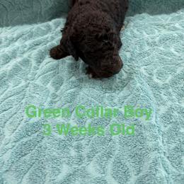Blue Collar Boy - Black male Poodle puppy in Shattuck, Oklahoma from Rock Creek Royal Poodles
