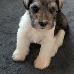 Sammy - Parti male Miniature Schnauzer puppy in Ferndale, Washington from Blackhorse Schnauzers Washington state