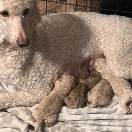 Poodle puppies from Moonlight Poodles
