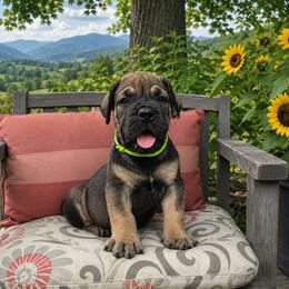 Dark Solid Remarkable Male - Brown male Boerboel puppy in Mansfield, Texas from Dynasty Blue Ridge Boerboel