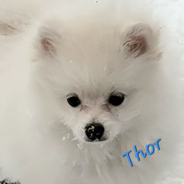 Thor - Cream male Pomeranian puppy in Paw Paw, Michigan from Fairy Tale Poms & English Toy Spaniels