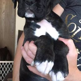 Boxer Puppies from Vintage Boxers