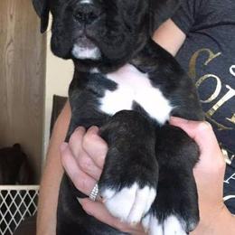 Boxer Puppies from Vintage Boxers