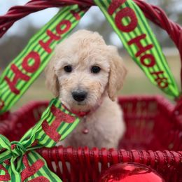 Mistletoe - Cream female Goldendoodle puppy in Willacoochee, Georgia from Kitandkboodle's Doodles