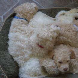 Lagotto Romagnolo Puppies from Southern Lagotto