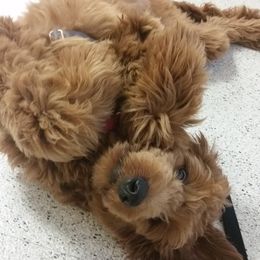 Goldendoodle and Poodle Puppies from Goldendoodle Goodlife