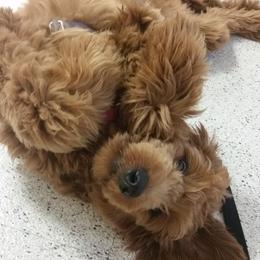 Goldendoodle and Poodle Puppies from Goldendoodle Goodlife