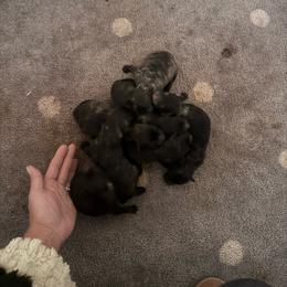 Boy 1 - Gold brindle male Dutch Shepherd puppy in Hastings, Minnesota from Century Hills Farm