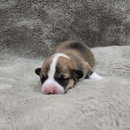 No Collar Male - Red male Pembroke Welsh Corgi puppy in Tenino, Washington from LoneStar Corgis NW