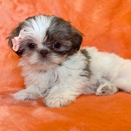 Delilah - Tricolor female Shih Tzu puppy in California from Boodaboo Shih Tzu’s