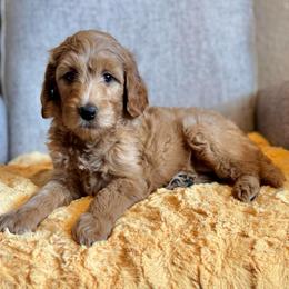 Lucy (Light Pink Collar) - Red  female Goldendoodle puppy in Bay City, Texas from Charming Doods