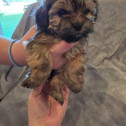 Baby girl pink - Black and white female Shorkie puppy in Chipley, Florida from Relentless Homestead