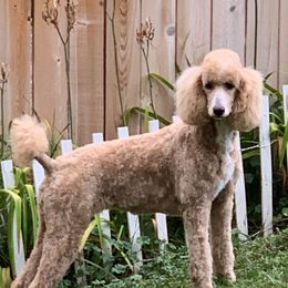 Jõule - Poodle