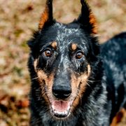 Oxie - Beauceron