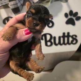 Rb - Black and tan female Yorkshire Terrier puppy in Clermont, Florida from Bella's Prissy Butts
