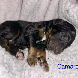 Camaro - Phantom male Bernedoodle puppy in Ankeny, Iowa from Bernedoodlesbest