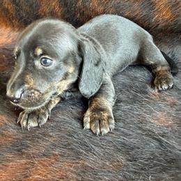 Male 1 - Black and tan male Dachshund puppy in El Campo, Texas from Creamer Creek Kennel