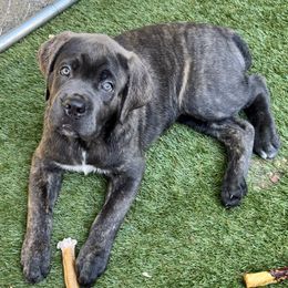 Purple - Gray brindle female Cane Corso puppy in Pollock Pines, California from Capitol City Cane Corso
