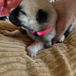 Girl 3 Hot pink collar - Fawn female Anatolian Pyrenees puppy in Clifton, Illinois from Mcginnis Guardian Dogs