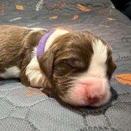 Girl HB - Liver and white female English Springer Spaniel puppy in Findlay, Ohio from Flag City Springers