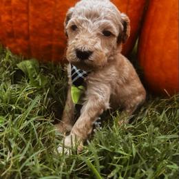Green - Apricot male Goldendoodle puppy in Trinity, North Carolina from Gallimore Doodles
