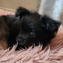 Blazer - Black parti male Pomeranian puppy in Pass Christian, Mississippi from Cristina Cammarota