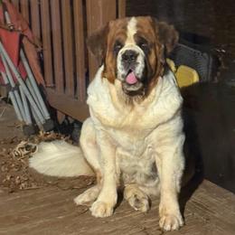 Will - Saint Bernard