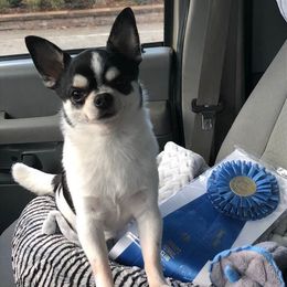 Briards and Chihuahuas from Hashtag Chihuahuas