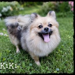 KiKi - Pomeranian