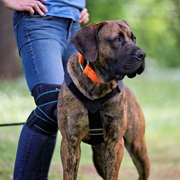 Boerboel All Grown Up from Romboel Farm Dogs