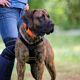Boerboel All Grown Up from Romboel Farm Dogs