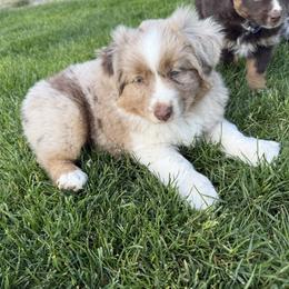 Jersey - Red merle male Miniature American Shepherd puppy in Enumclaw, Washington from Mount Peak Mini American Shepherds