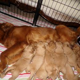Golden Retriever Puppies from Brisas Goldens
