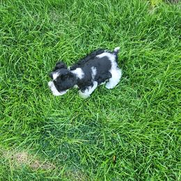 Miniature Schnauzer Puppies from Onesmallschnauzer