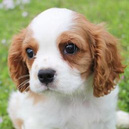 Cavalier King Charles Spaniels, Cavapoos, and Cockapoos from Double M Cocker Spaniels