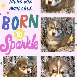 Canyon - Red and white male Siberian Husky puppy in Florence, Kentucky from Moonlight Howl Huskies