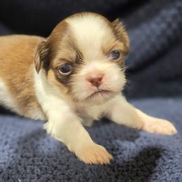 Puppy4  Chocolate girl - Liver and white female Shih Tzu puppy in Lone Oak, Texas from PDF Kennels
