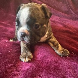 Bear Boy 3 - Brindle and white male Boston Terrier puppy in Brookville, Ohio from Best Friend Bostons