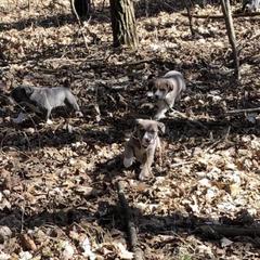 Mountain Cur Puppies from Walnut Ridge Mountain Curs
