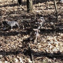Mountain Cur Puppies from Walnut Ridge Mountain Curs